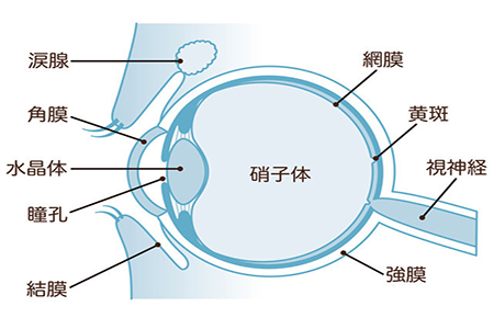 眼睛玻璃体出血怎么治？